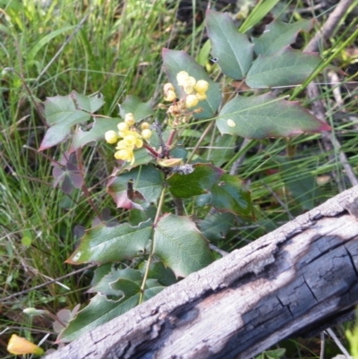 Berberis aquifolium (Oregon Grape) at O'Connor, ACT - 10 Oct 2016 by Ryl