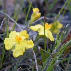 Hibbertia calycina at Point 121 - 11 Oct 2016 12:00 AM