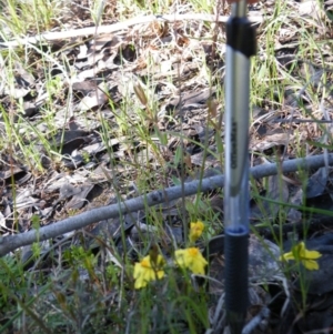 Hibbertia calycina at Point 121 - 11 Oct 2016 12:00 AM