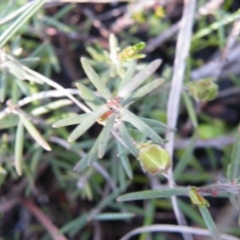 Hibbertia calycina at Point 121 - 11 Oct 2016 12:00 AM