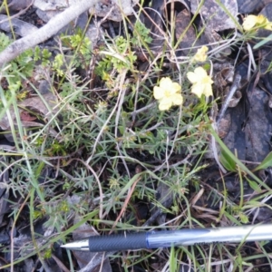 Hibbertia calycina at Point 121 - 11 Oct 2016 12:00 AM