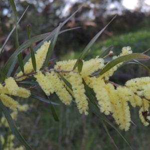 Acacia floribunda at Chisholm, ACT - 12 Oct 2016