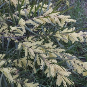 Acacia floribunda at Chisholm, ACT - 12 Oct 2016