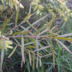 Acacia floribunda at Chisholm, ACT - 12 Oct 2016 06:42 PM