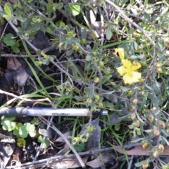 Hibbertia obtusifolia at O'Connor, ACT - 11 Oct 2016