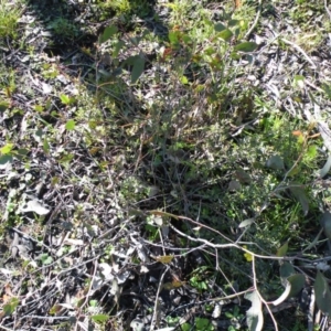 Hibbertia obtusifolia at O'Connor, ACT - 11 Oct 2016