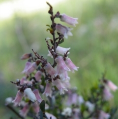 Cryptandra amara (Bitter Cryptandra) at O'Connor, ACT - 10 Oct 2016 by Ryl