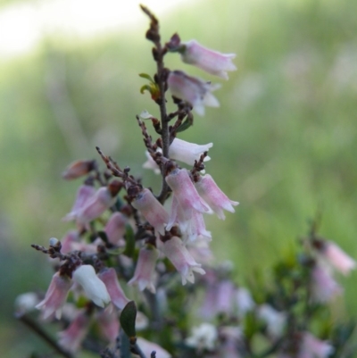 Cryptandra amara (Bitter Cryptandra) at O'Connor, ACT - 11 Oct 2016 by Ryl