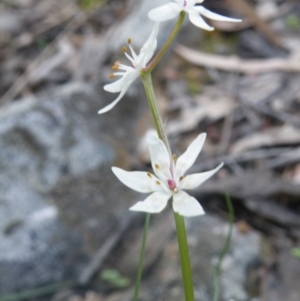 Wurmbea dioica subsp. dioica at Point 114 - 7 Oct 2016