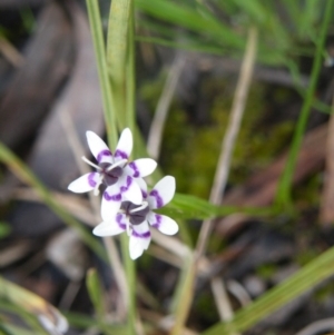 Wurmbea dioica subsp. dioica at Point 114 - 7 Oct 2016 12:00 AM