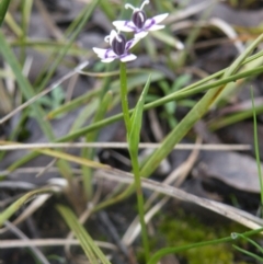 Wurmbea dioica subsp. dioica at Point 114 - 7 Oct 2016