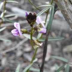 Glycine clandestina (Twining Glycine) at O'Connor, ACT - 6 Oct 2016 by Ryl