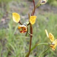 Diuris nigromontana (Black Mountain Leopard Orchid) at Point 114 - 7 Oct 2016 by Ryl