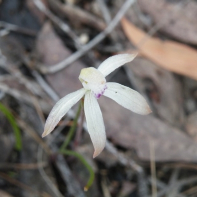 Caladenia ustulata (Brown Caps) at O'Connor, ACT - 6 Oct 2016 by Ryl