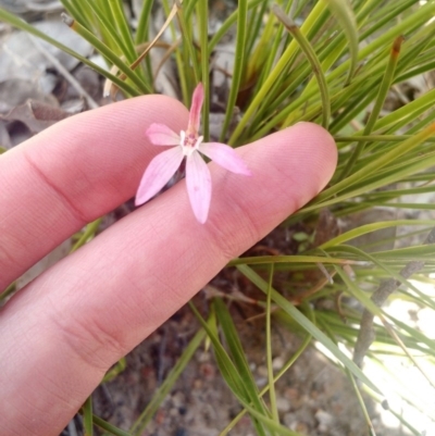 Caladenia fuscata (Dusky Fingers) at Point 5598 - 16 Oct 2016 by EmmaCook