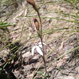 Caladenia moschata at Point 5598 - suppressed