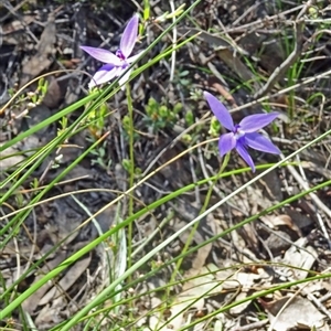 Glossodia major at Point 14 - suppressed