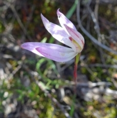 Caladenia fuscata (Dusky Fingers) at Point 14 - 16 Oct 2016 by galah681