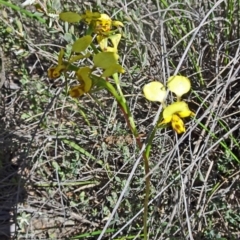 Diuris nigromontana (Black Mountain Leopard Orchid) at Point 20 - 16 Oct 2016 by galah681