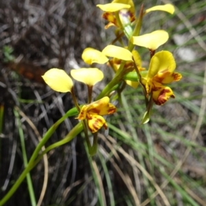 Diuris nigromontana at Undefined Area - suppressed