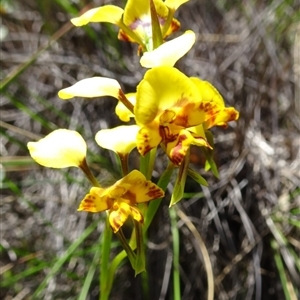 Diuris nigromontana at Undefined Area - suppressed