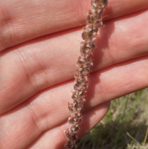 Plantago gaudichaudii at Mitchell, ACT - 20 Oct 2016