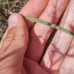 Plantago gaudichaudii at Mitchell, ACT - 20 Oct 2016