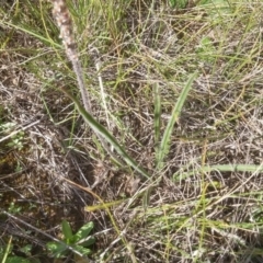 Plantago gaudichaudii at Mitchell, ACT - 20 Oct 2016