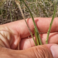 Plantago gaudichaudii at Mitchell, ACT - 20 Oct 2016 10:22 AM