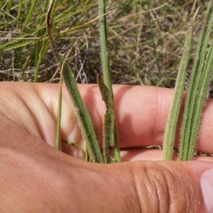 Plantago gaudichaudii at Mitchell, ACT - 20 Oct 2016 10:22 AM