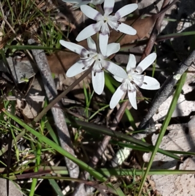 Wurmbea dioica subsp. dioica (Early Nancy) at Canberra Central, ACT - 15 Oct 2016 by galah681