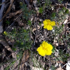 Hibbertia calycina at Point 11 - 16 Oct 2016 10:27 AM