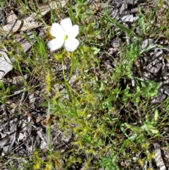 Drosera sp. (A Sundew) at Canberra Central, ACT - 15 Oct 2016 by galah681