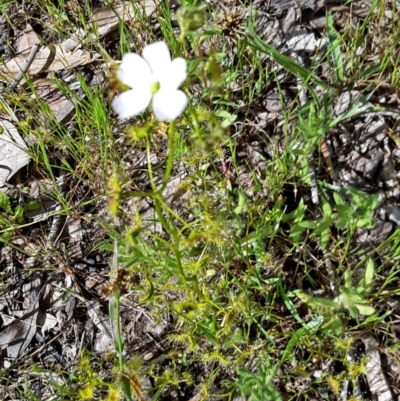 Drosera sp. (A Sundew) at Canberra Central, ACT - 15 Oct 2016 by galah681