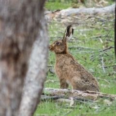 Lepus capensis (Brown Hare) at Mulligans Flat - 19 Oct 2016 by CedricBear