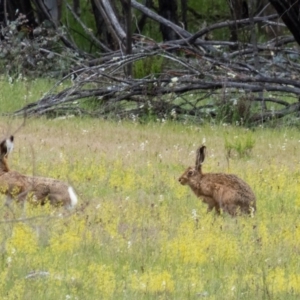 Lepus capensis at Gungahlin, ACT - 20 Oct 2016