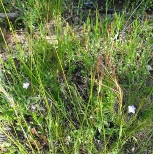 Austrostipa scabra at Majura, ACT - 20 Oct 2016