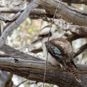 Dacelo novaeguineae at Gungahlin, ACT - 20 Oct 2016