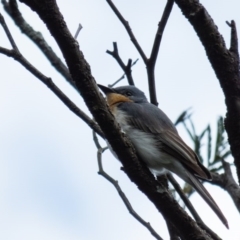 Myiagra rubecula (Leaden Flycatcher) at Mulligans Flat - 20 Oct 2016 by CedricBear