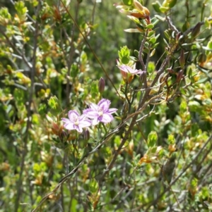 Thysanotus patersonii at Karabar, NSW - 19 Oct 2016 02:25 PM