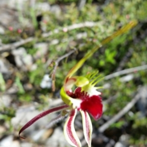 Caladenia atrovespa at Karabar, NSW - suppressed