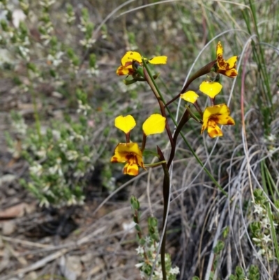 Diuris semilunulata (Late Leopard Orchid) at Mount Jerrabomberra QP - 19 Oct 2016 by roachie