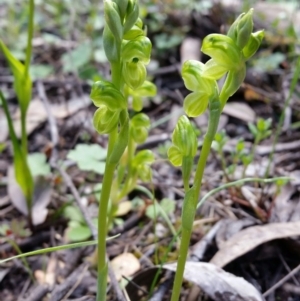 Hymenochilus muticus at Jerrabomberra, NSW - suppressed