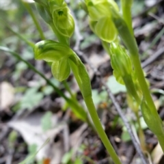 Hymenochilus muticus at Jerrabomberra, NSW - 19 Oct 2016