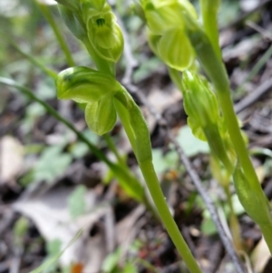 Hymenochilus muticus at Jerrabomberra, NSW - 19 Oct 2016