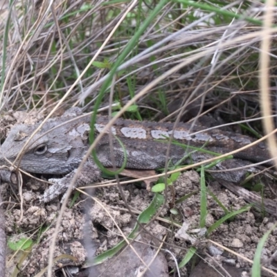 Amphibolurus muricatus (Jacky Lizard) at Gungahlin, ACT - 20 Oct 2016 by JasonC