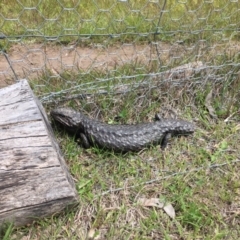 Tiliqua rugosa (Shingleback Lizard) at Mulligans Flat - 20 Oct 2016 by JasonC