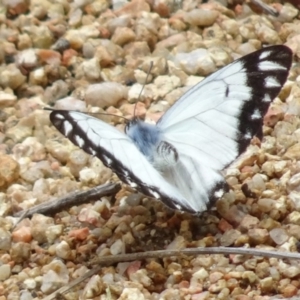 Belenois java at Molonglo Valley, ACT - 20 Oct 2016 12:27 PM