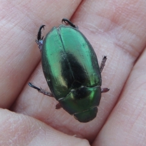 Repsimus manicatus montanus at Bonython, ACT - 31 Mar 2015