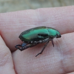 Repsimus manicatus montanus at Bonython, ACT - 31 Mar 2015